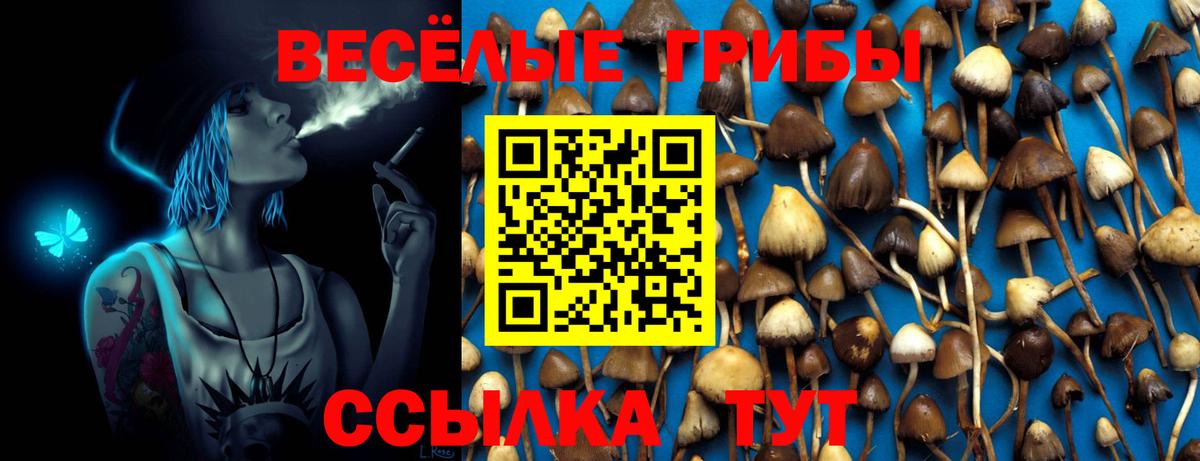 Псилоцибиновые грибы Psilocybine cubensis Ачинск